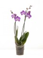 ORQUÍDEA PHALAENOPSIS VARAS RECTAS ORQUÍDEA PHALAENOPSIS VARAS RECTAS