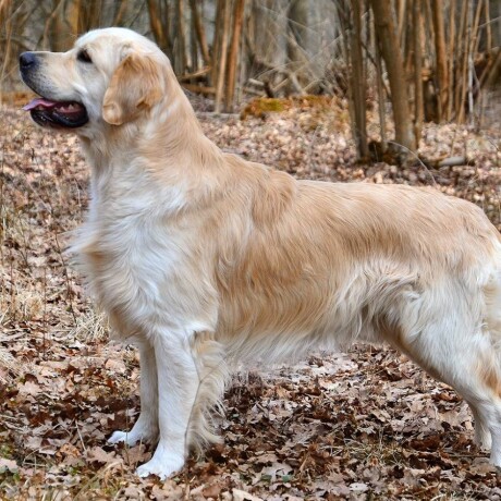 Golden Retriever - Pets - 15 Golden Retriever - Pets - 15