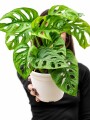 MONSTERA ADANSONII MONSTERA ADANSONII