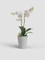 MACETA DE ORQUÍDEA PORTO GRIS CLARO