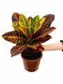 CROTON M CROTON M