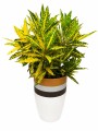 CROTON AMARILLO EN MACETA GRAFITO