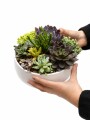 PAILA CERAMICA CON SUCULENTAS (TERRARIO) BLANCO