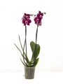 ORQUÍDEA PHALAENOPSIS VARAS RECTAS ORQUÍDEA PHALAENOPSIS VARAS RECTAS