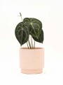 ANTHURIO CLARINERVIUM CON MACETA CERAMICA ROSA