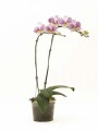 ORQUIDEA VARAS CURVAS ORQUIDEA VARAS CURVAS