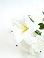 Deco Floral Azucena Artificial, Ramo Color Unico