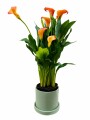CALAS NARANJA EN MACETA CERAMICA VERDE