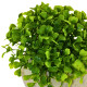 Arbusto Boj Artificial 12X9CM S/C