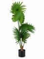 PLANTA TROPICAL VERDE
