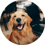 Alimentos para Perro