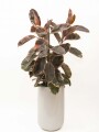 FICUS ELASTICA RUBY EN MACETA CERAMICA ESMALTADA BLANCA FICUS ELASTICA RUBY EN MACETA CERAMICA ESMALTADA BLANCA