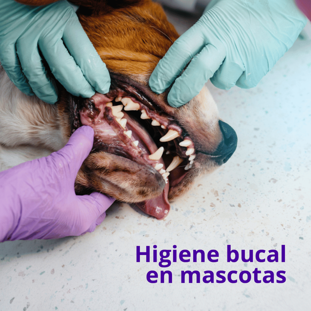 Salud bucal en perros y gatos