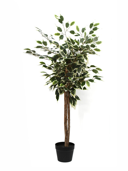FICUS HOJA BLANCA VERDE