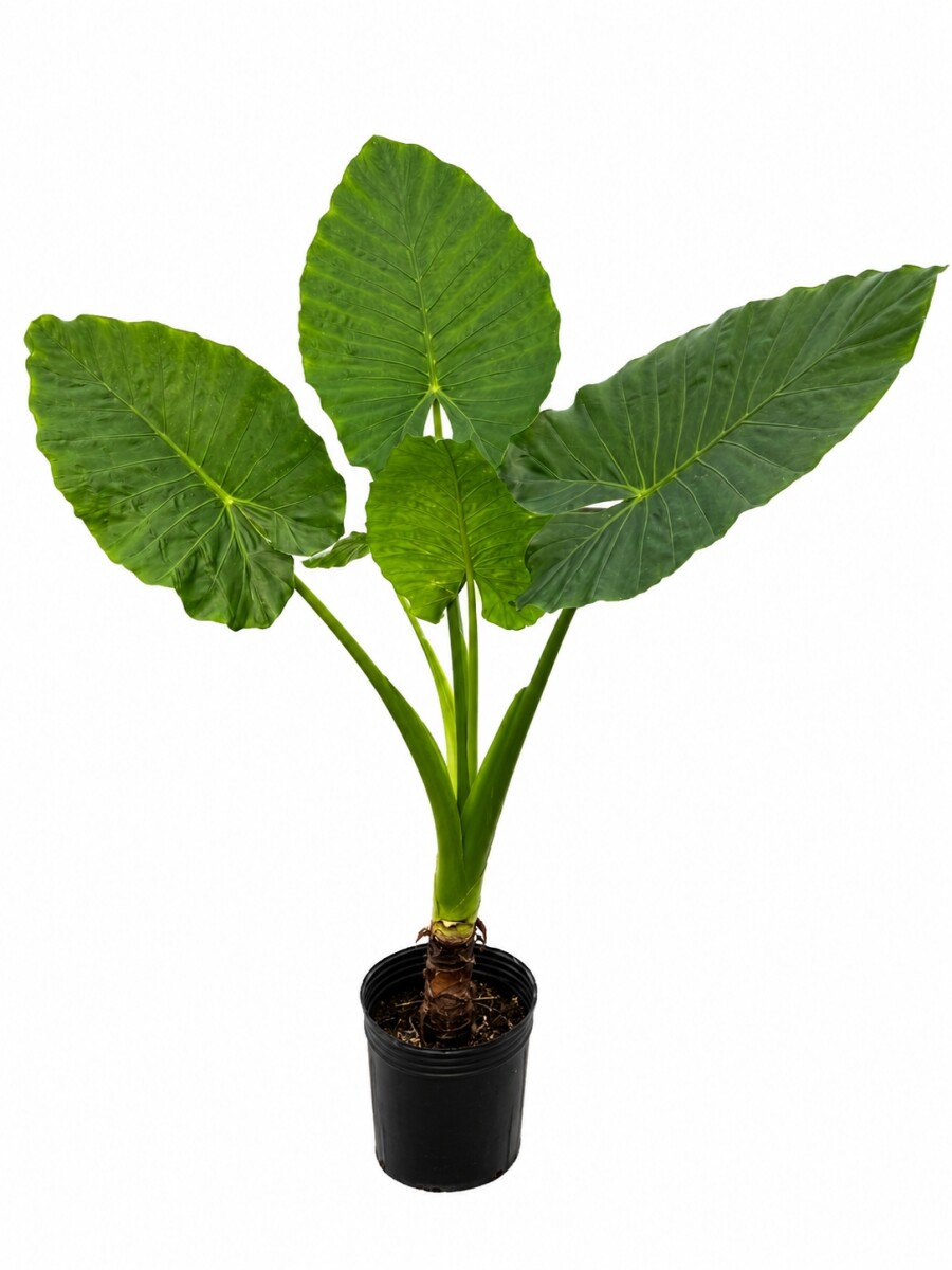 ALOCASIA MACRORRHIZA ALOCASIA MACRORRHIZA
