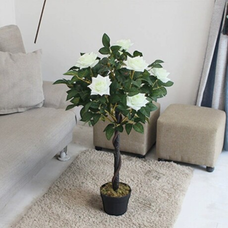 Árbol Rosal Blanco Tronco Trenzado Árbol Rosal Blanco Tronco Trenzado