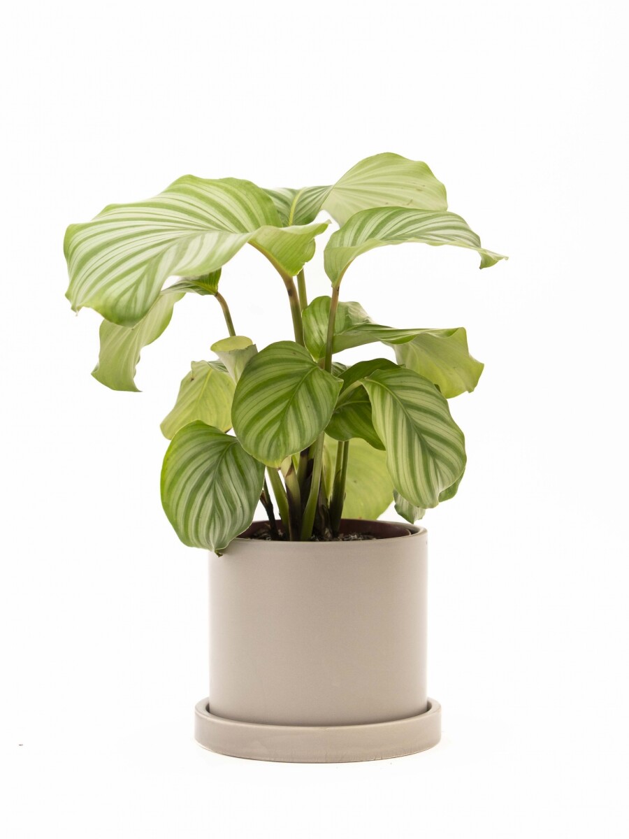 CALATHEA CON MACETA CERAMICA CON PLATO GRIS