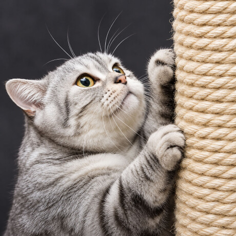 Rascador Para Gatos Con Cama Y 2 Pompones Gris Oscuro
