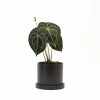 ANTHURIO CLARINERVIUM CON MACETA CERAMICA CON PLATO NEGRA