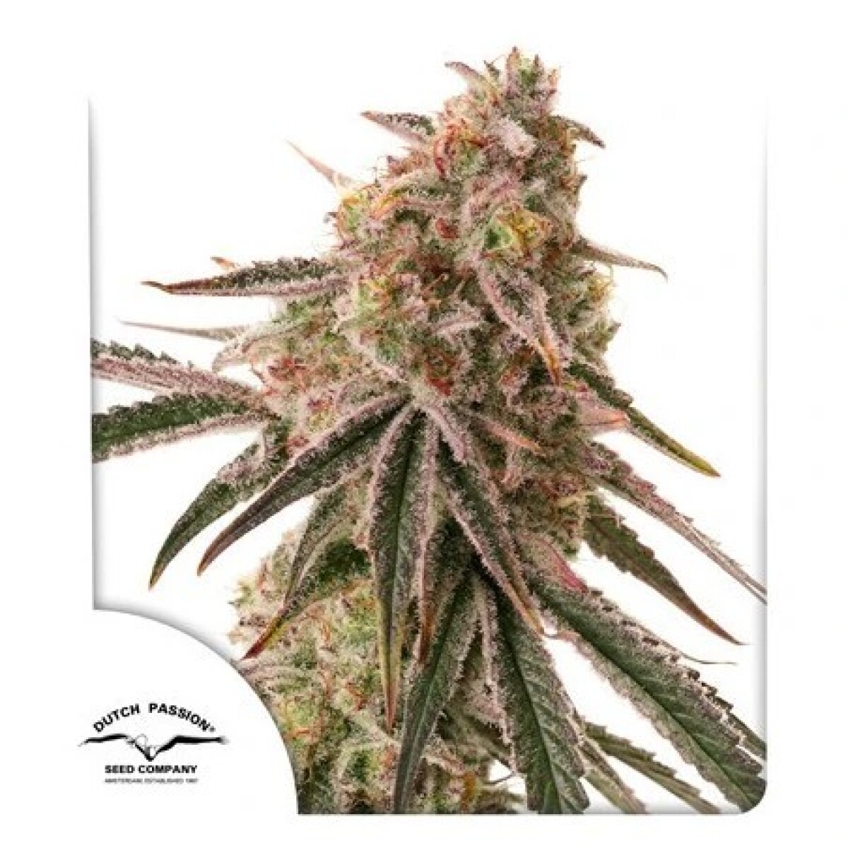 Frozen Biscotti X3 - Dutch Passion 