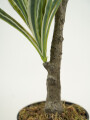 Planta White Grass 70cm Color Unico