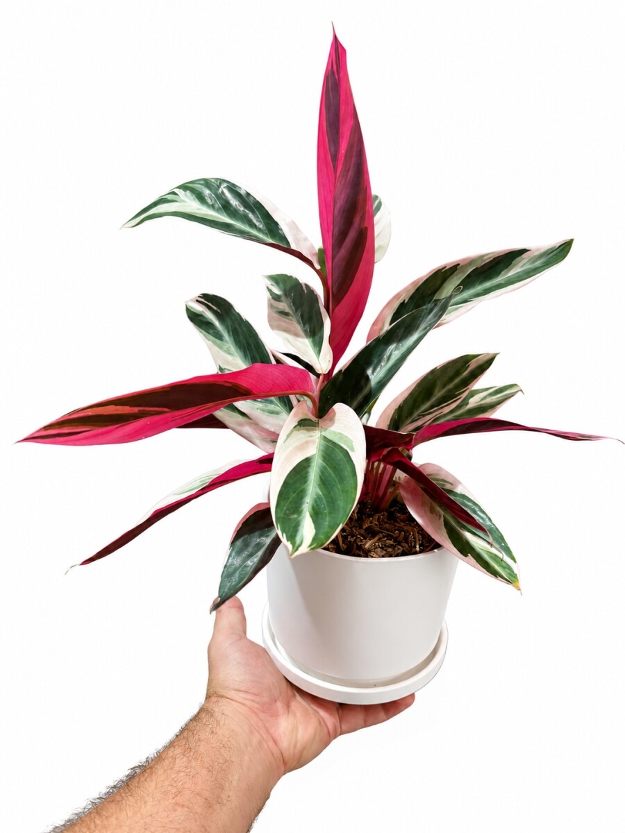 CALATHEA TRIOSTAR - CON MACETA GRIS OSCURO 