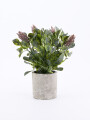 PLANTA CON MACETA BEIGE