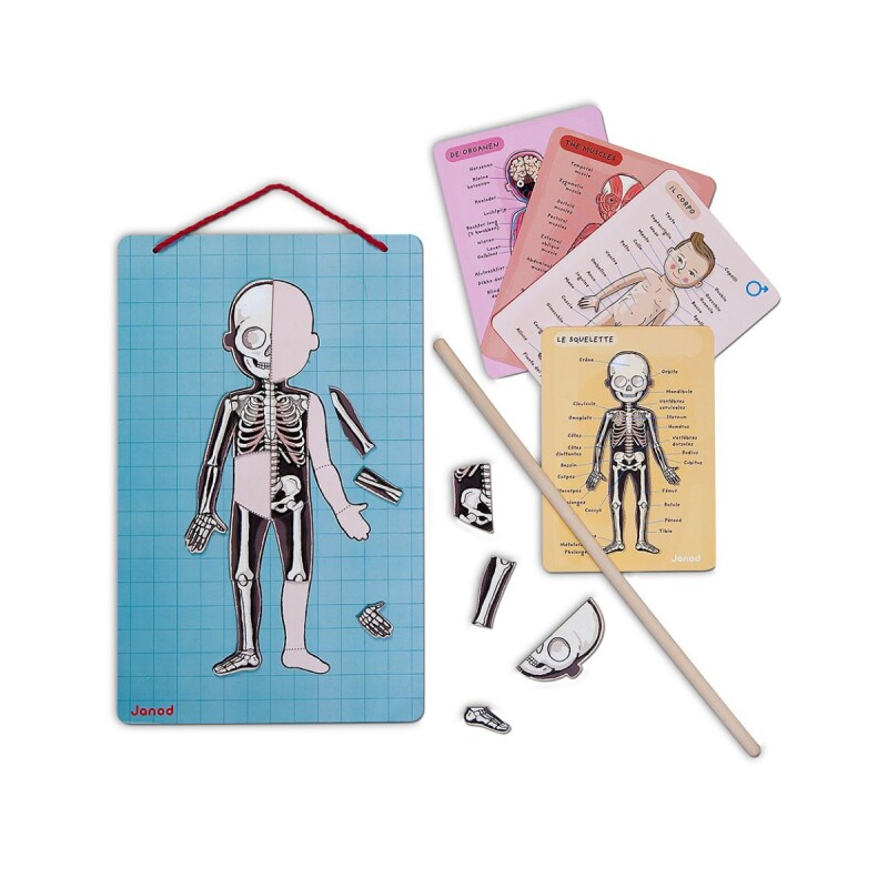 Juego didáctico y de aprendizaje magnético cuerpo humano Juego didáctico y de aprendizaje magnético cuerpo humano