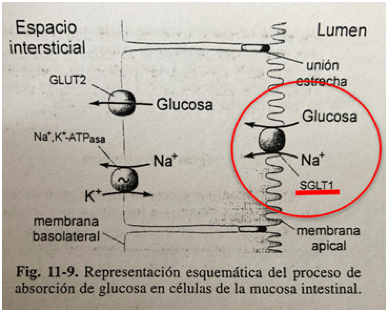 Propiedades de la sal del Himalaya - Blog Life Pro Nutrition