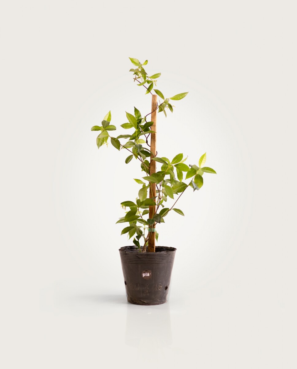 Trepadora Jazmin de leche - H:50cm 