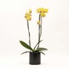 ORQUIDEA CON MACETA MINIMALISTA NEGRA