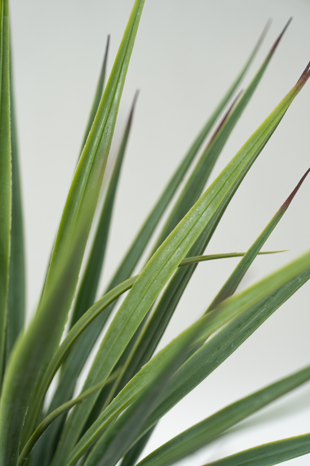 Planta Cintas Color Unico