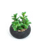 Planta Quovi Estampado 1