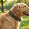 Collar Para Perro Resistente Raza Grande Collar Para Perro Resistente Raza Grande