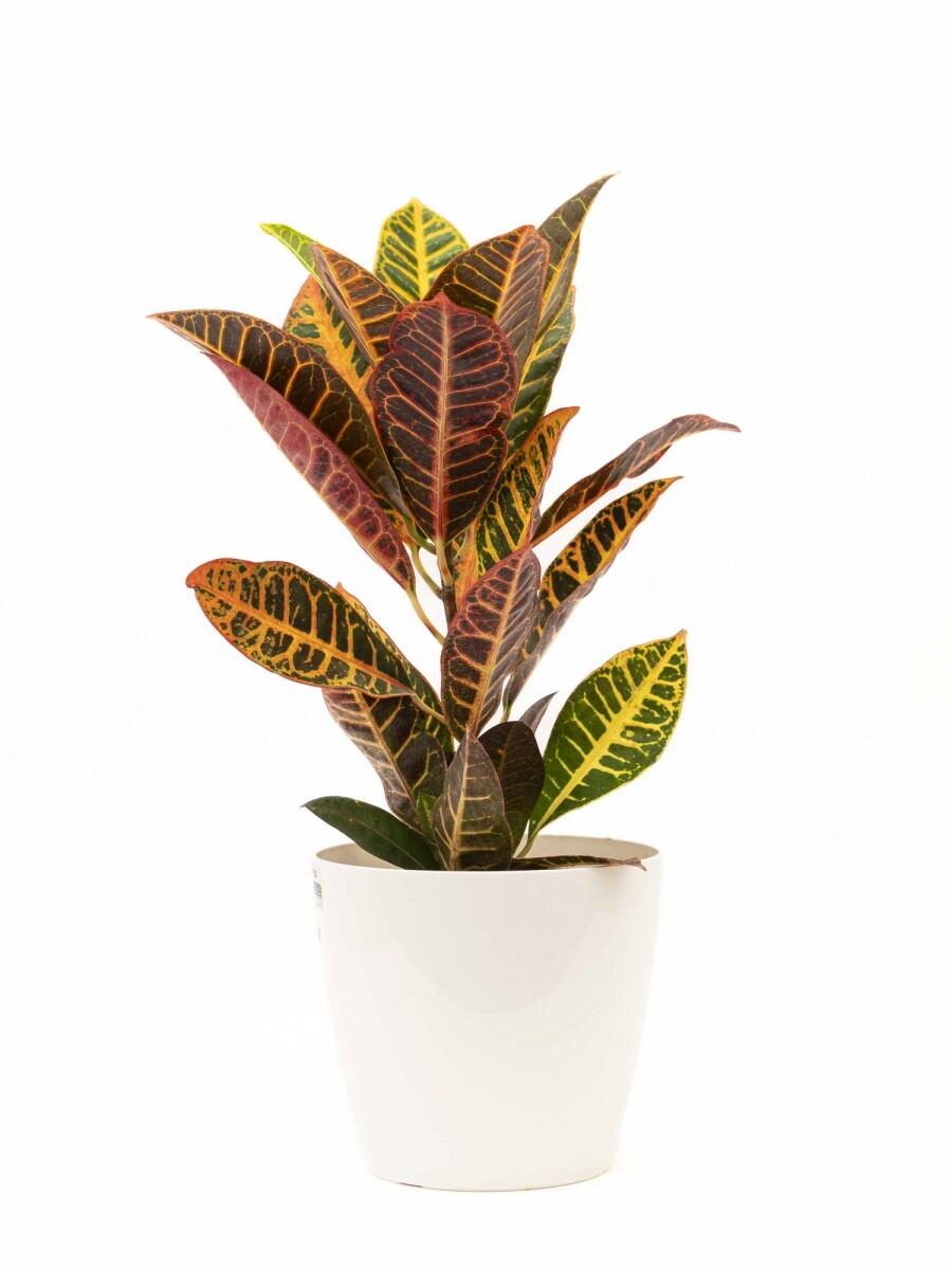 CROTON M CON PORTAMACETA PLASTICO BLANCA