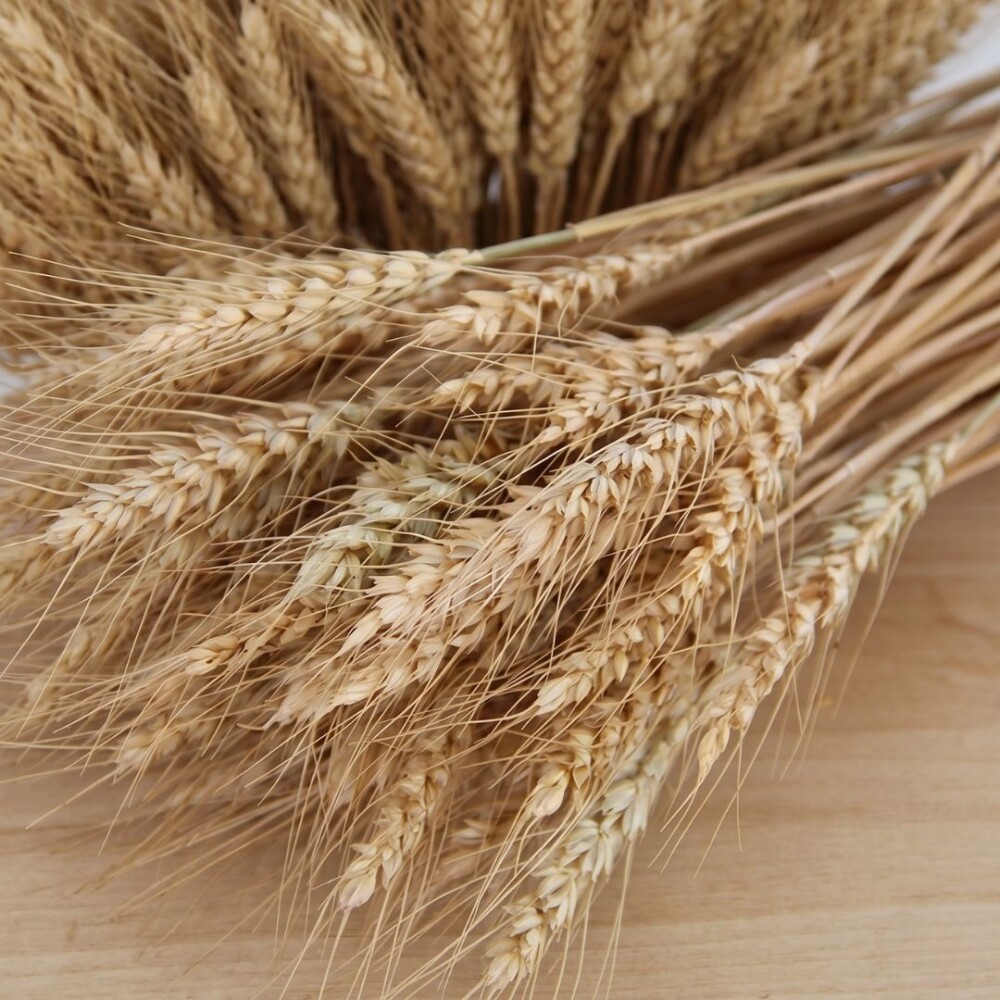 Ramo de trigo - 30 cm - Natural Ramo de trigo - 30 cm - Natural