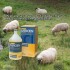 IVERCIEN 1% 500 ML IVERCIEN 1% 500 ML