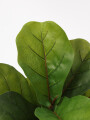 Planta Higuera 70cm Color Unico