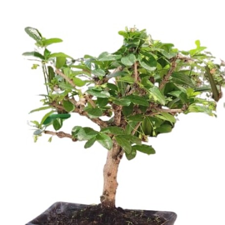 BONSAI DE 10 AÑOS 001