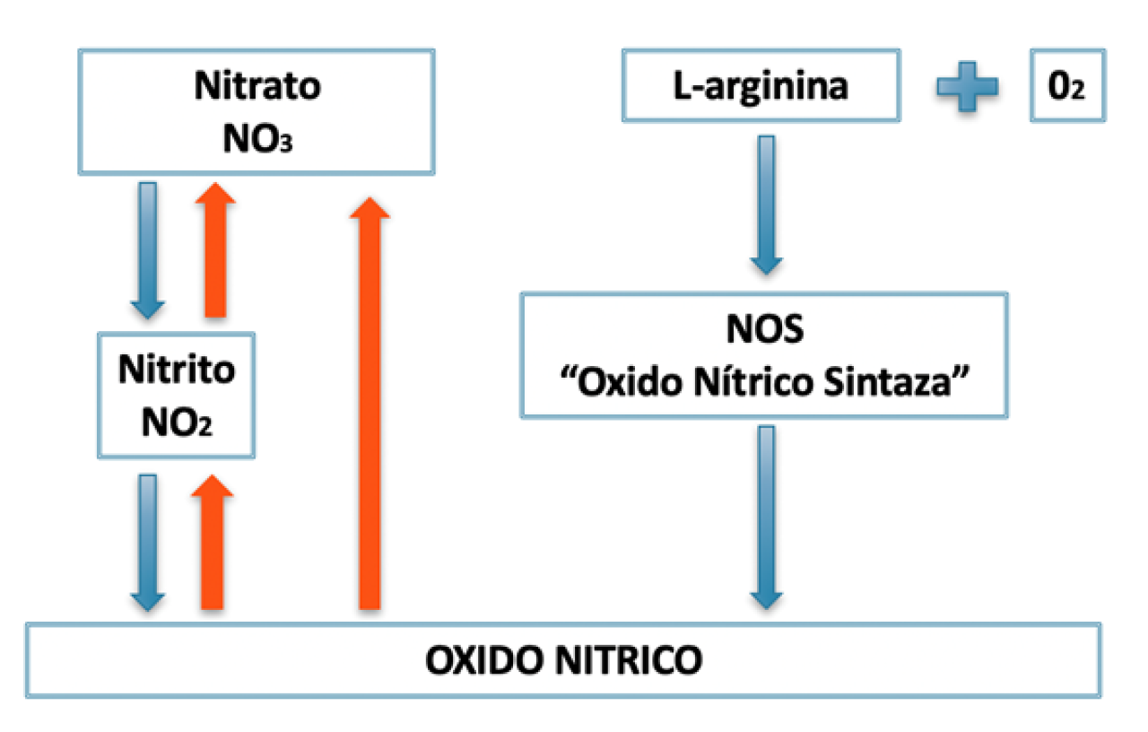 Qué es el Óxido Nítrico? — Wikimúsculos