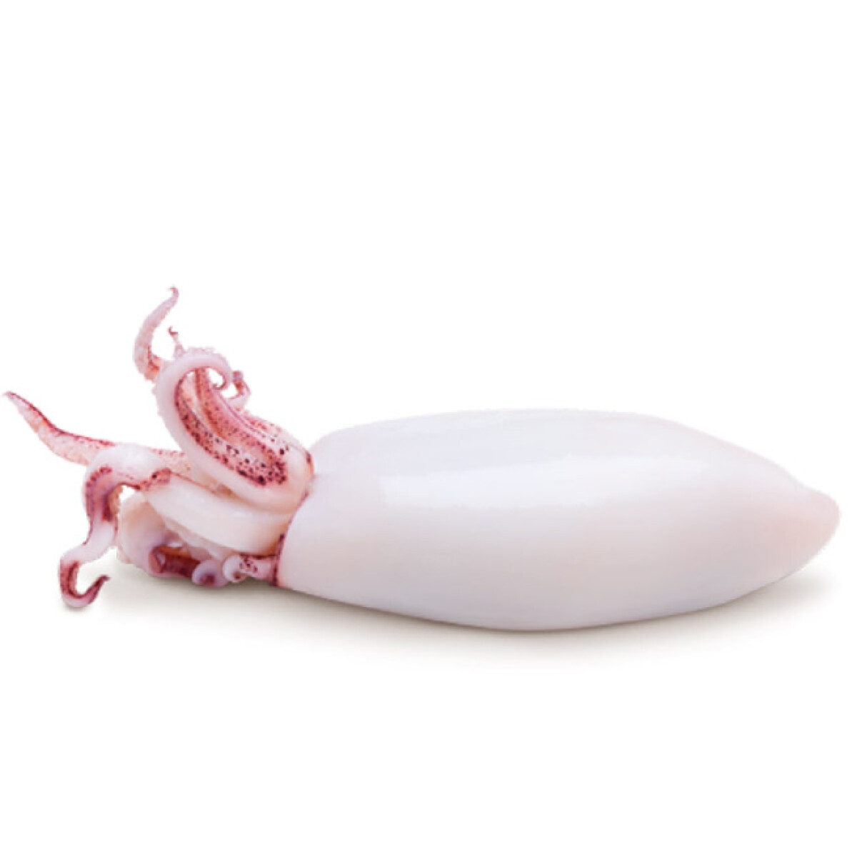 Chipirón 20/40 Ártico - 1 kg 
