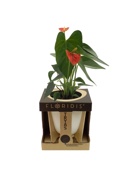 MACETA C/BASE MADERA 17X18CM TRYAS ROSA MACETA C/BASE MADERA 17X18CM TRYAS ROSA