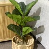 Planta Higuera Planta Higuera