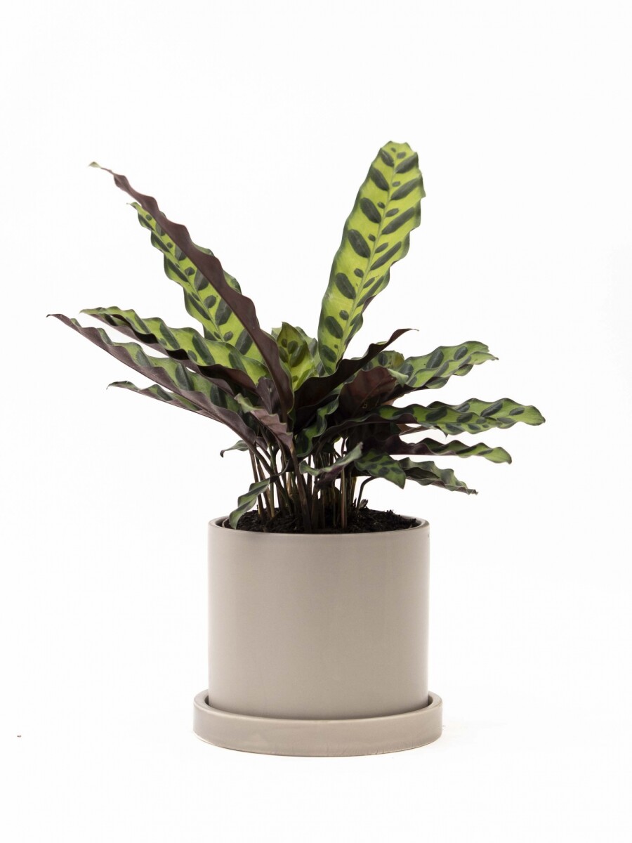CALATHEA CON MACETA CERAMICA CON PLATO GRIS