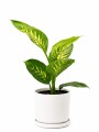 DIEFFENBACHIA EN MACETA CERAMICA BLANCA