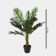 Planta Cycas 1.2 Mtros Planta Cycas 1.2 Mtros
