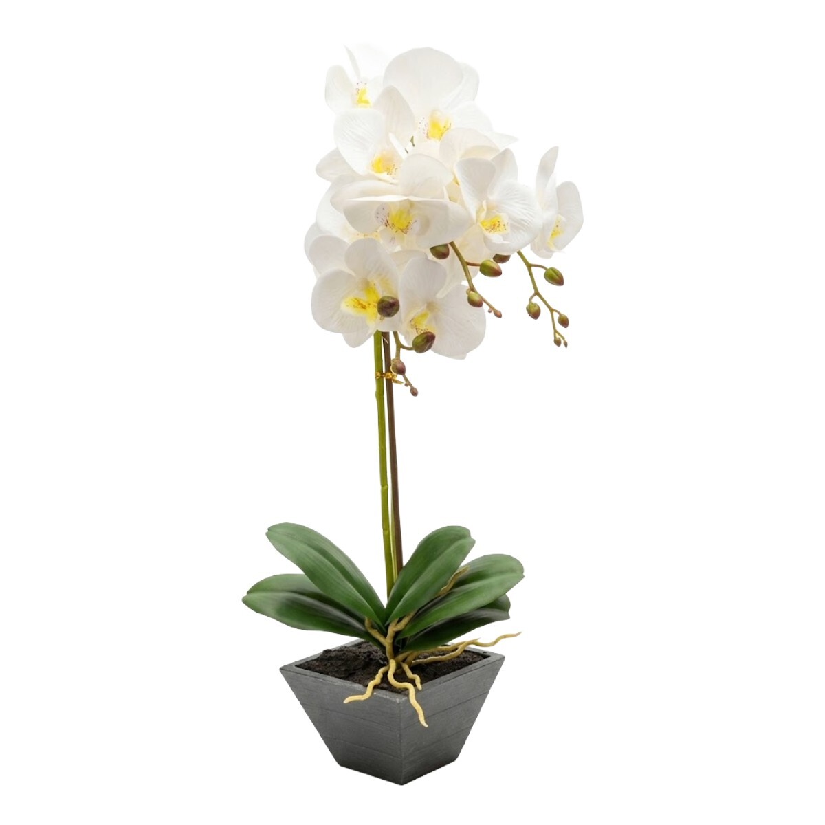 ORQUIDEA BCO C/MACETERO 11.5X11.5X42CM 