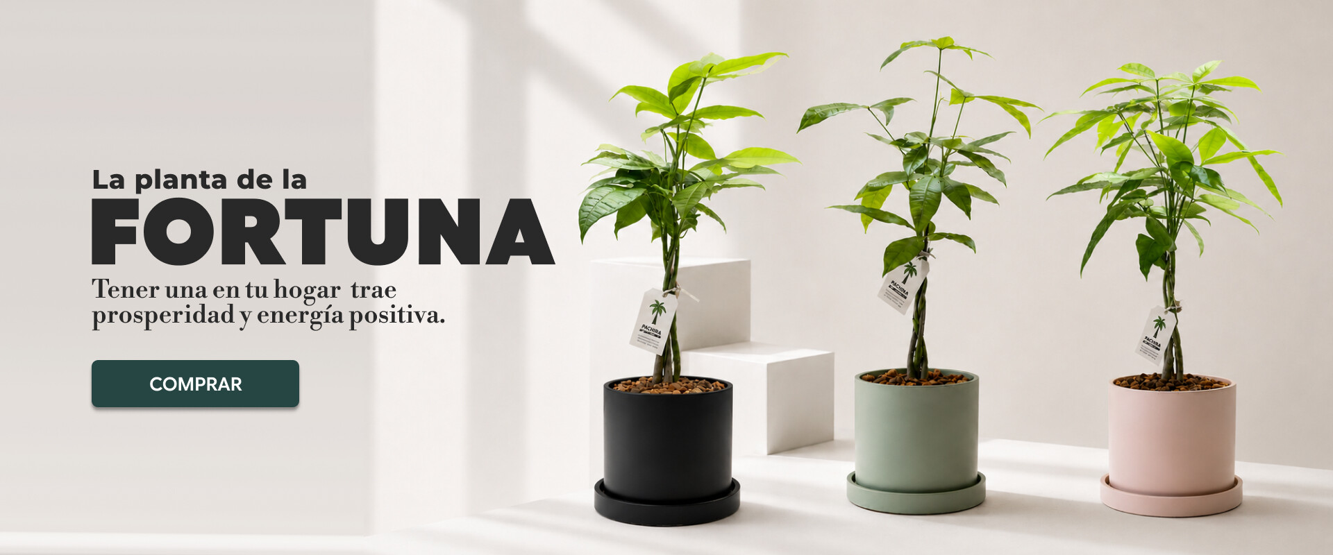 Money Tree | NOVEDADES BROTE