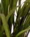 Liriope Verde - H: 30cm
