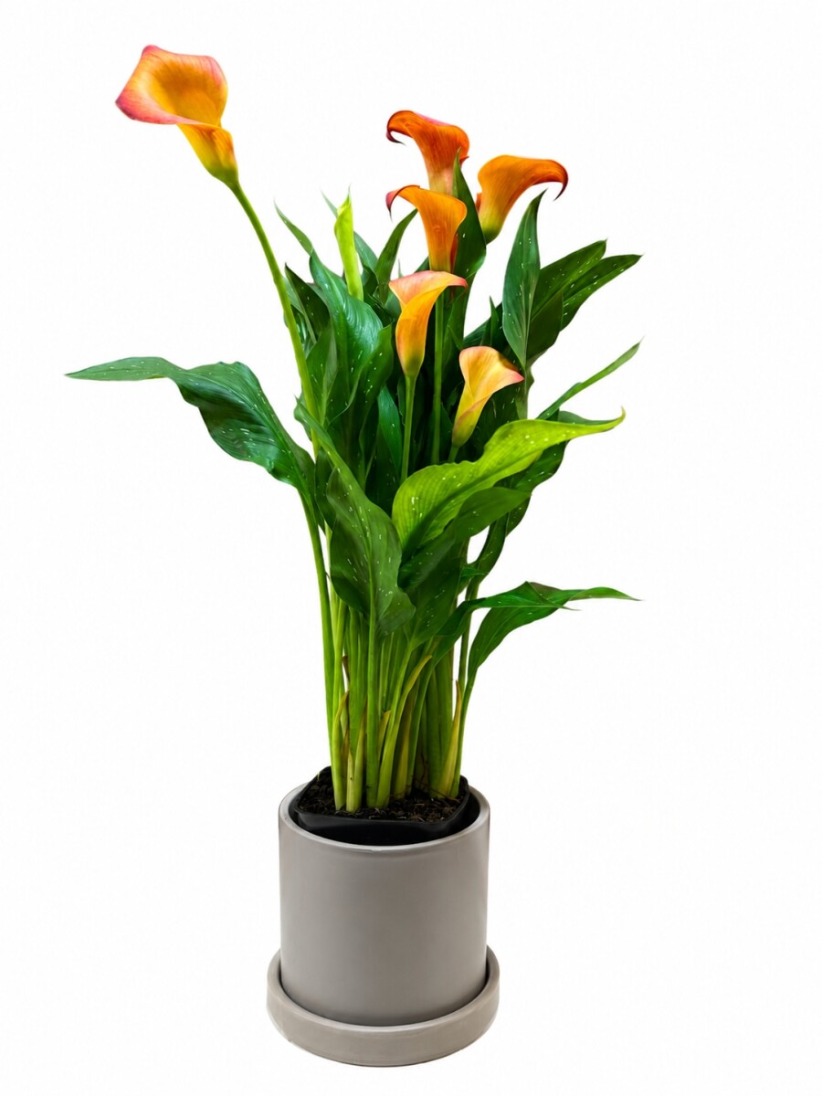 CALAS NARANJA EN MACETA CERAMICA GRIS